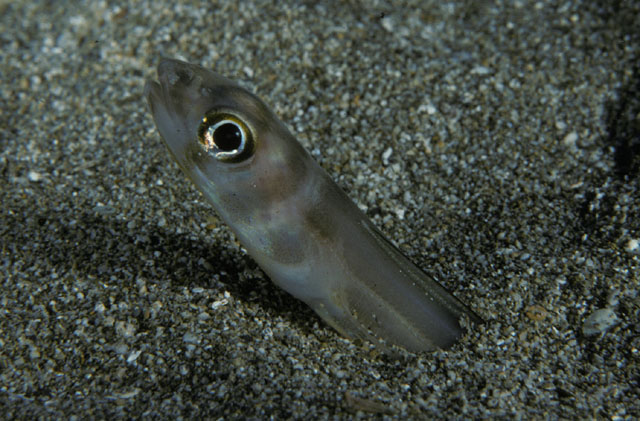 Ariosoma marginatum